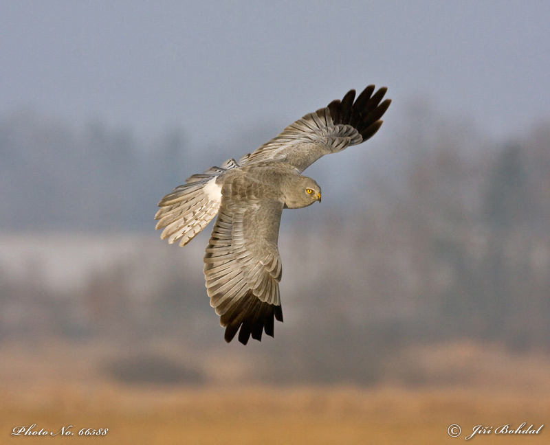 Hen Harrier