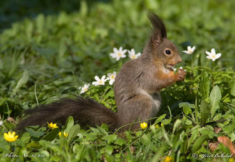 Red Squirrel