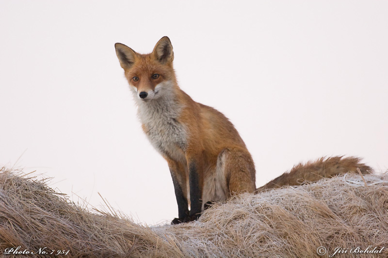 Fox