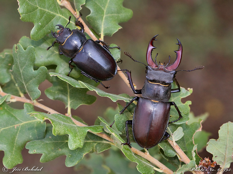 Stag Beetle