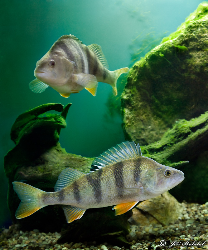 Perch