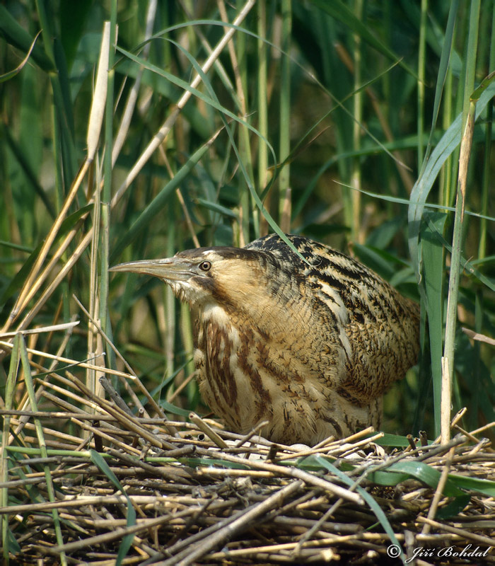 Bittern