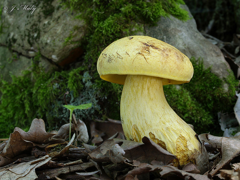 Boletus erythropus var. junquilleus