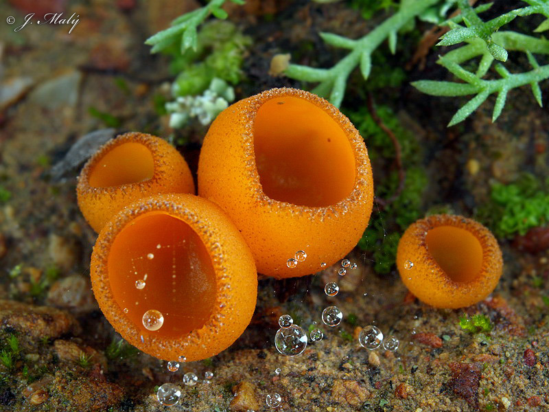 Pseudaleuria fibrillosa