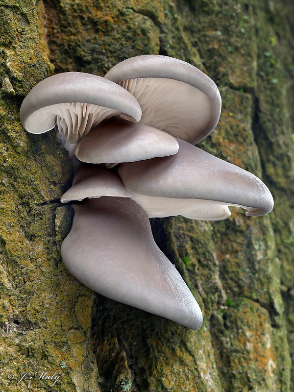 Pleurotus ostreatus