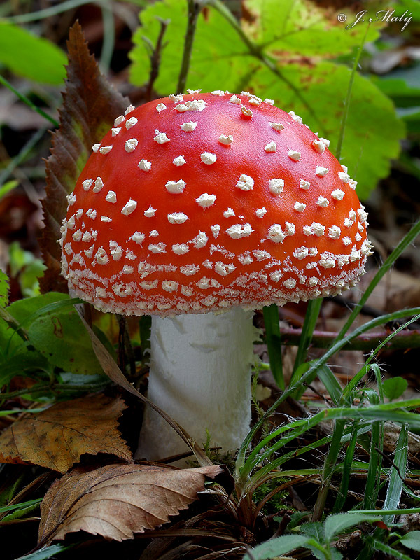 Amanita muscaria  var. muscaria