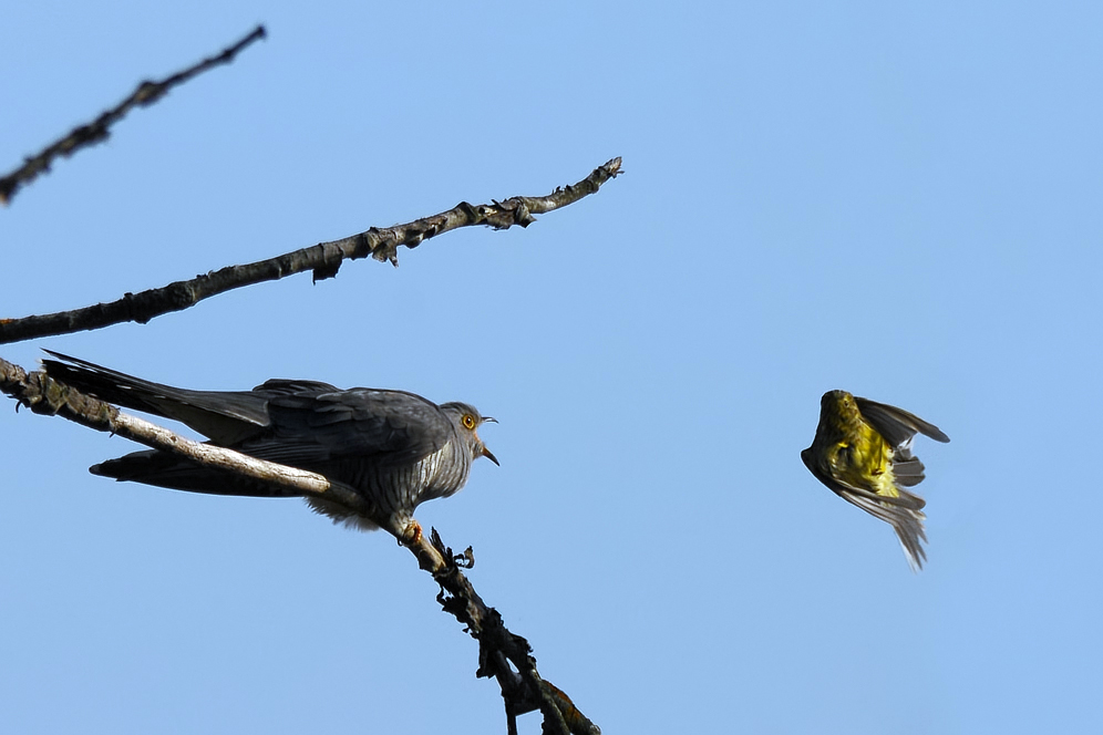 Common Cuckoo