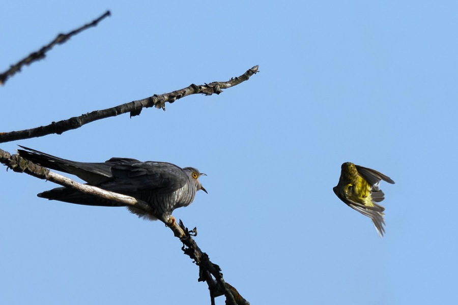 Common Cuckoo