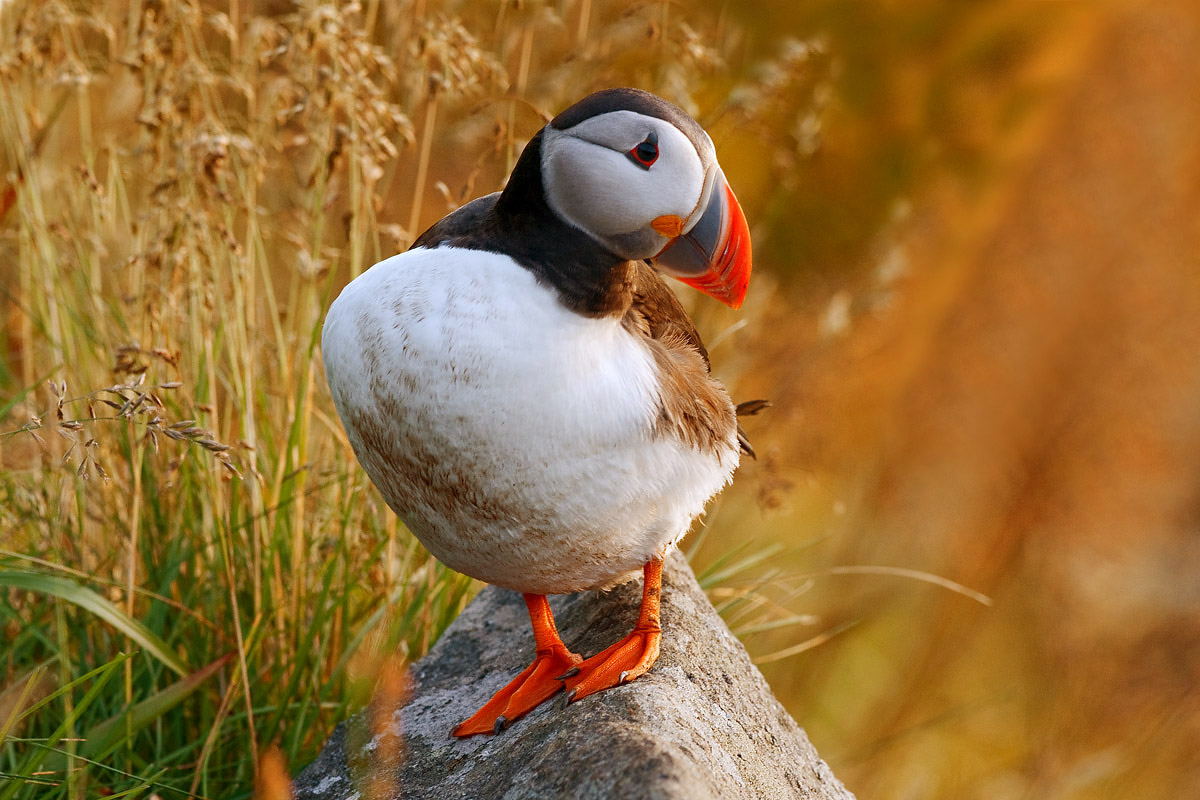 Atlantic Puffin