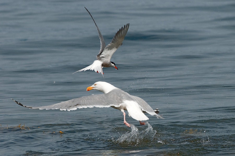 Arctic Tern