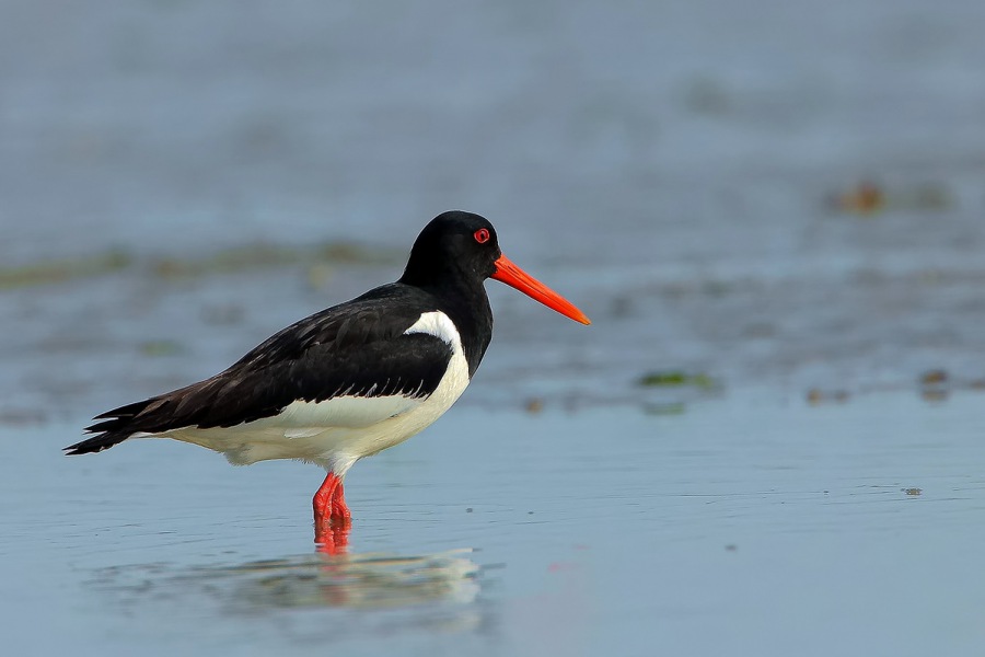 Eurasian Oystercatcher