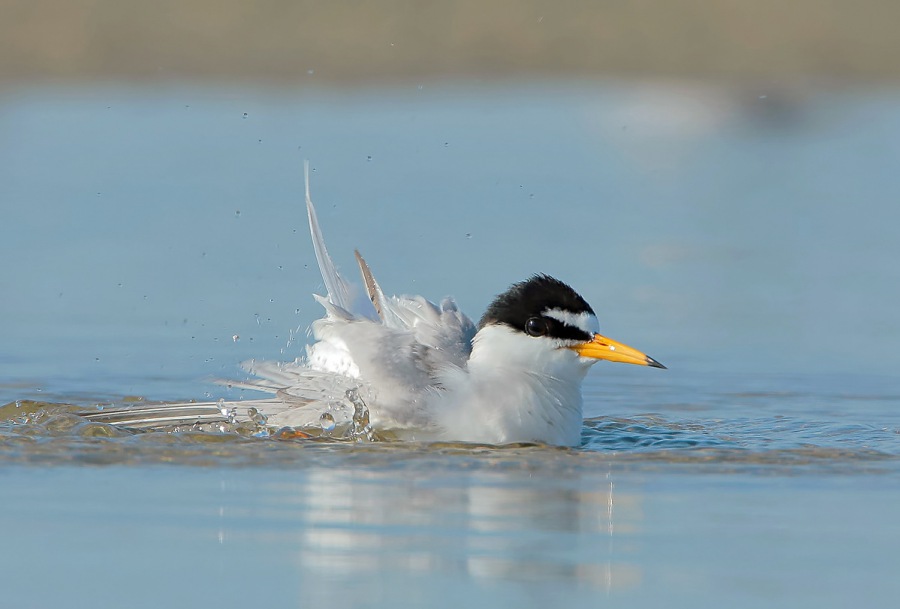 Little Tern