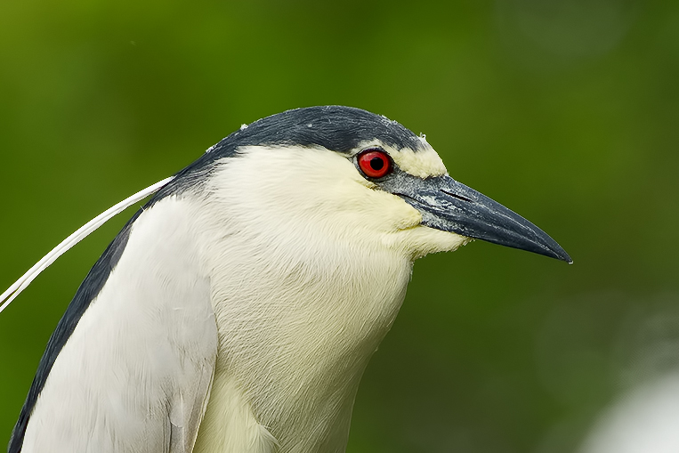 Black-crowned Night-Heron