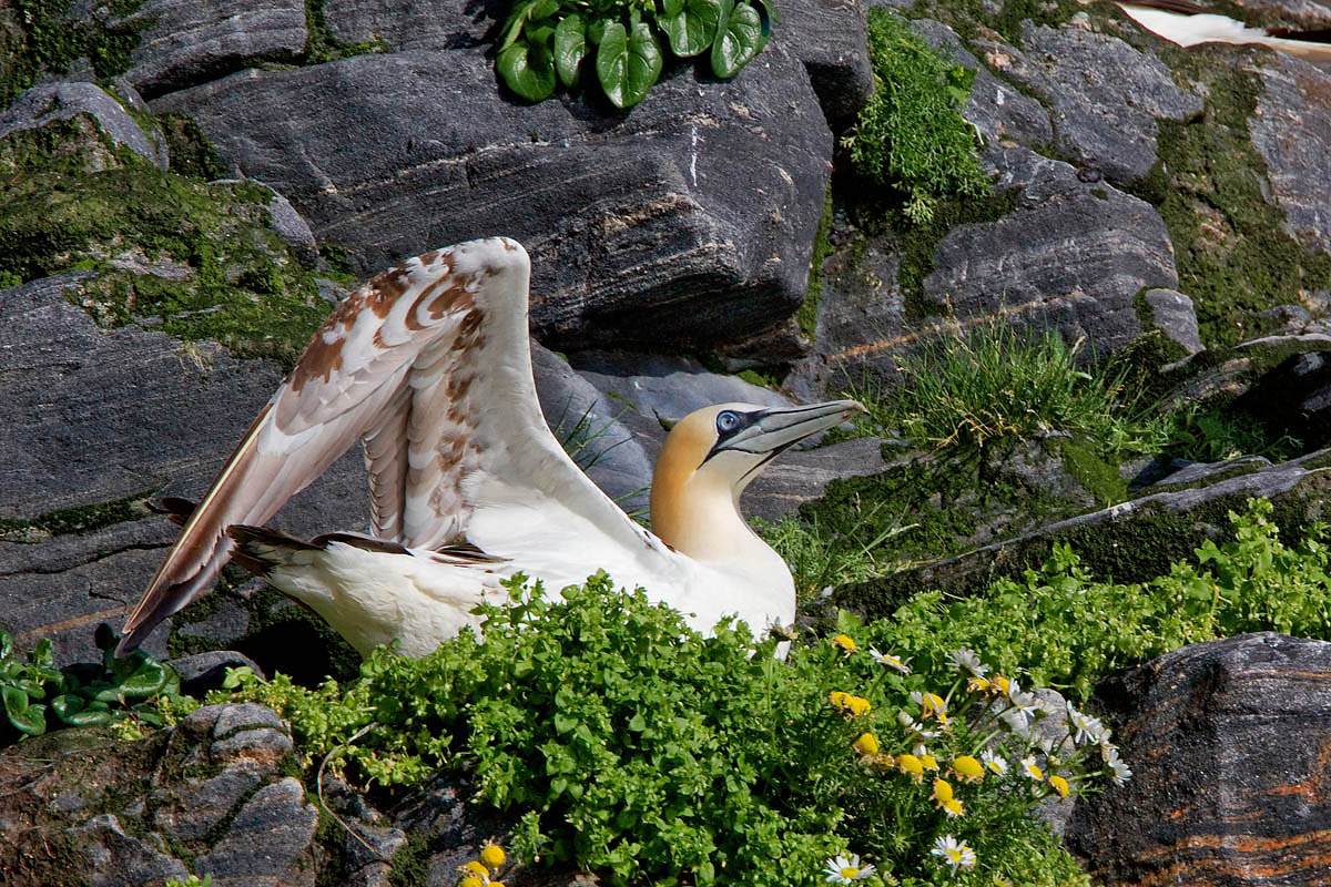 Northern Gannet