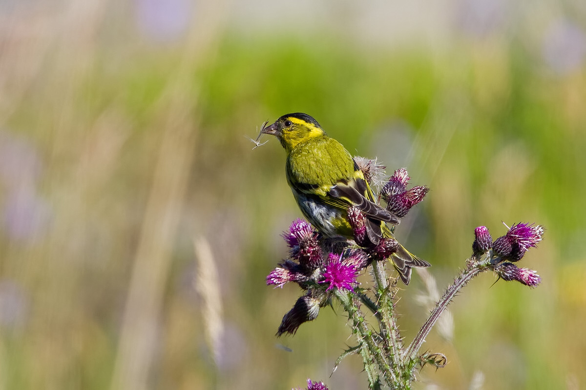 Eurasian Siskin