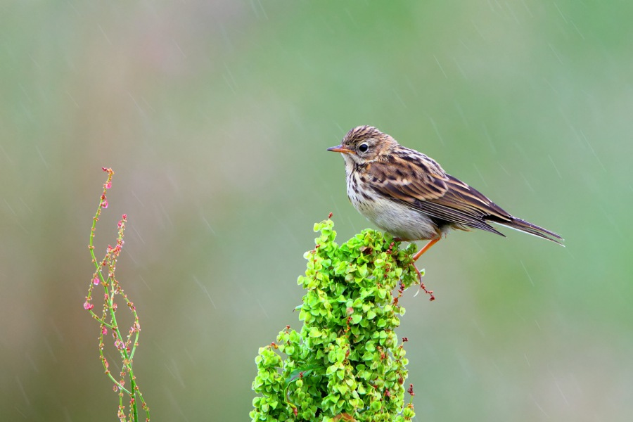 Meadow Pipit