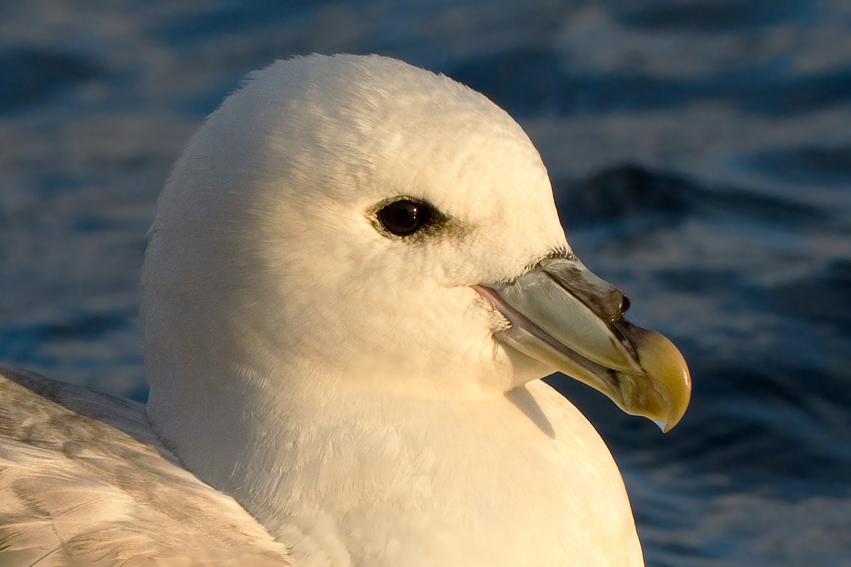 Northern Fulmar