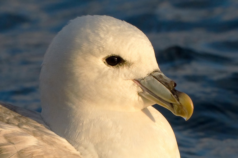 Northern Fulmar