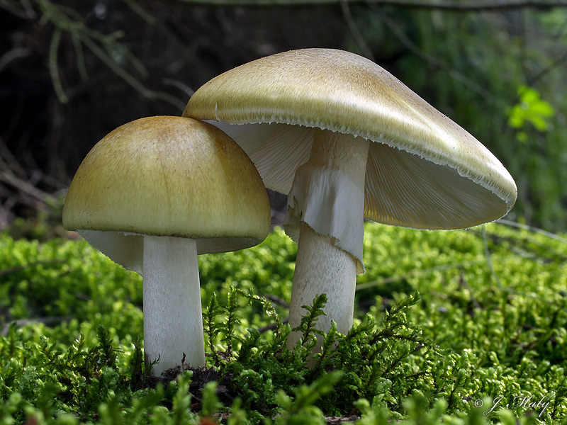 Amanita phalloides