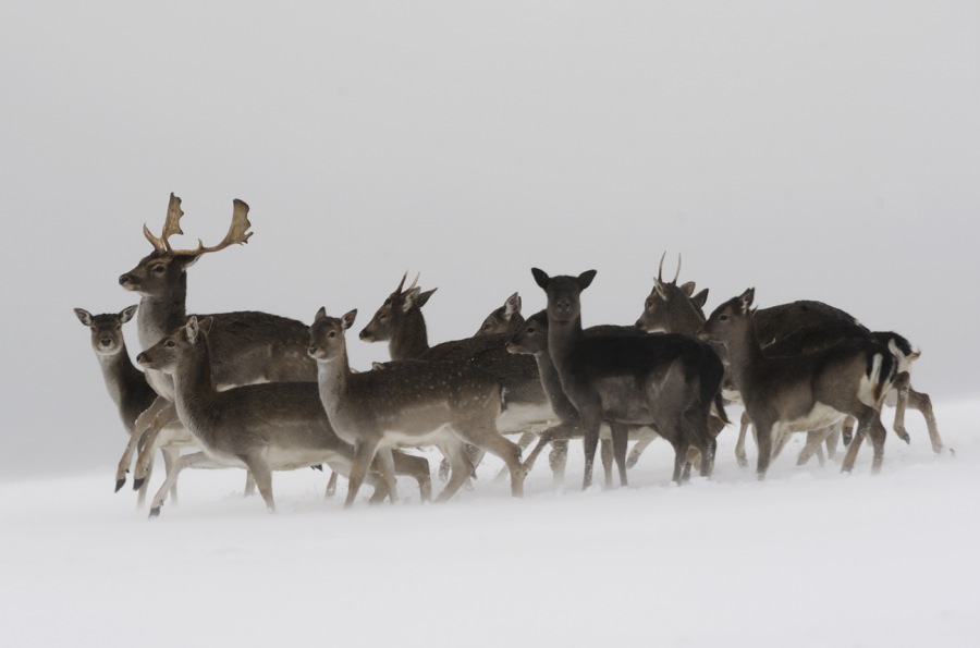 Fallow Deer 