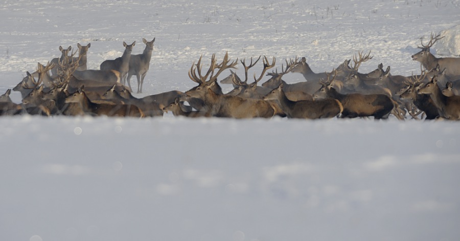 Red Deer
