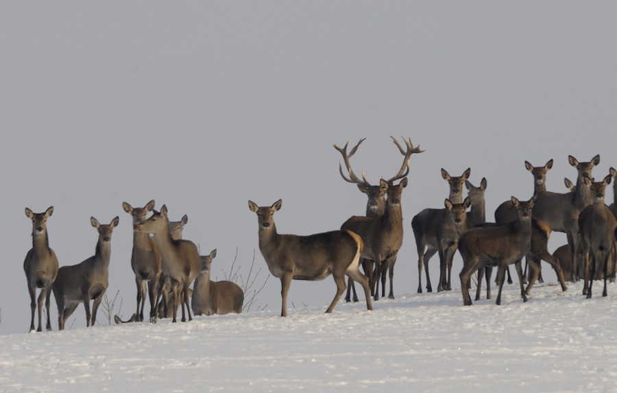 Red Deer