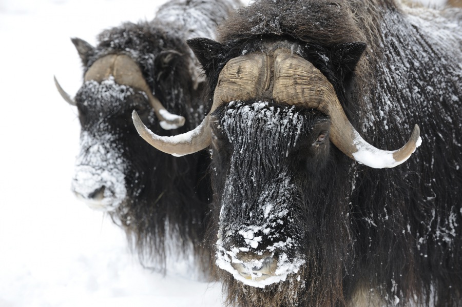 Muskox