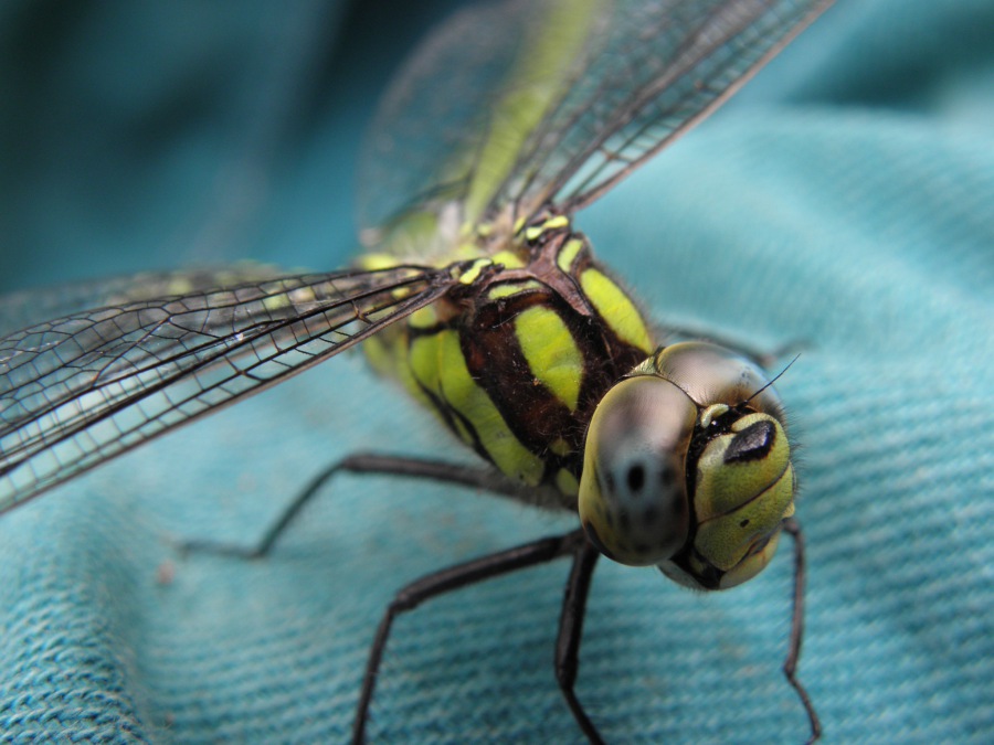 DARK DRAGONFLY