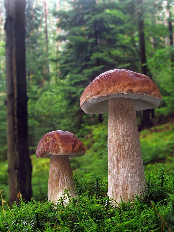 Boletus edulis