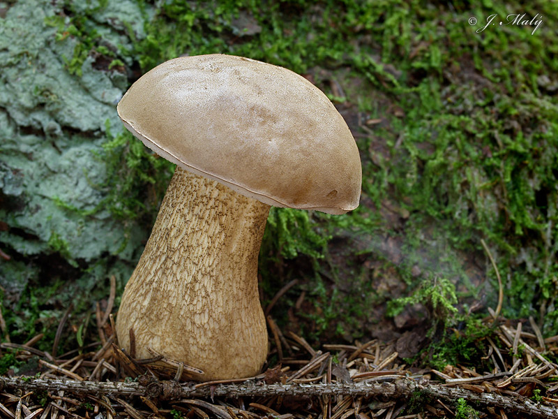 Tylopilus felleus