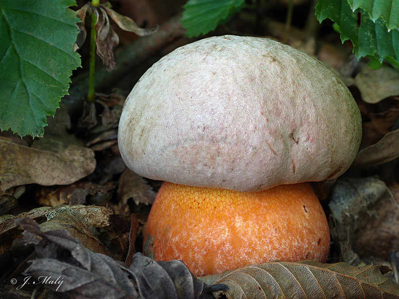 Boletus legaliae