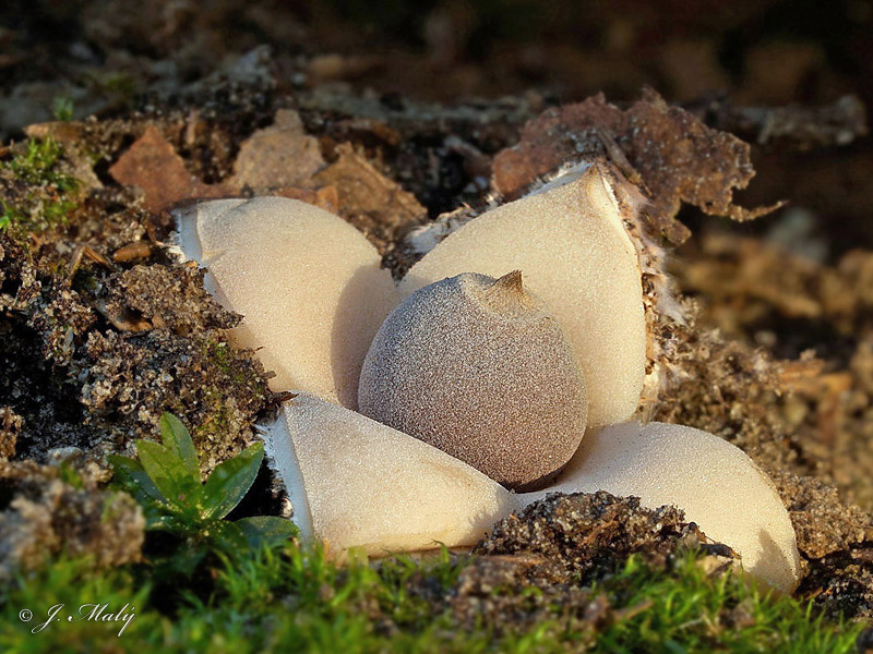 Geastrum quadrifidum