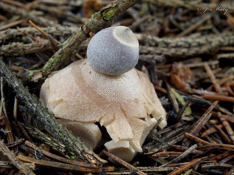 Geastrum quadrifidum