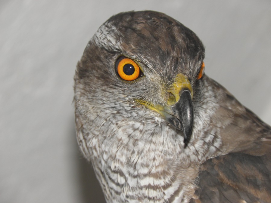 HAWK