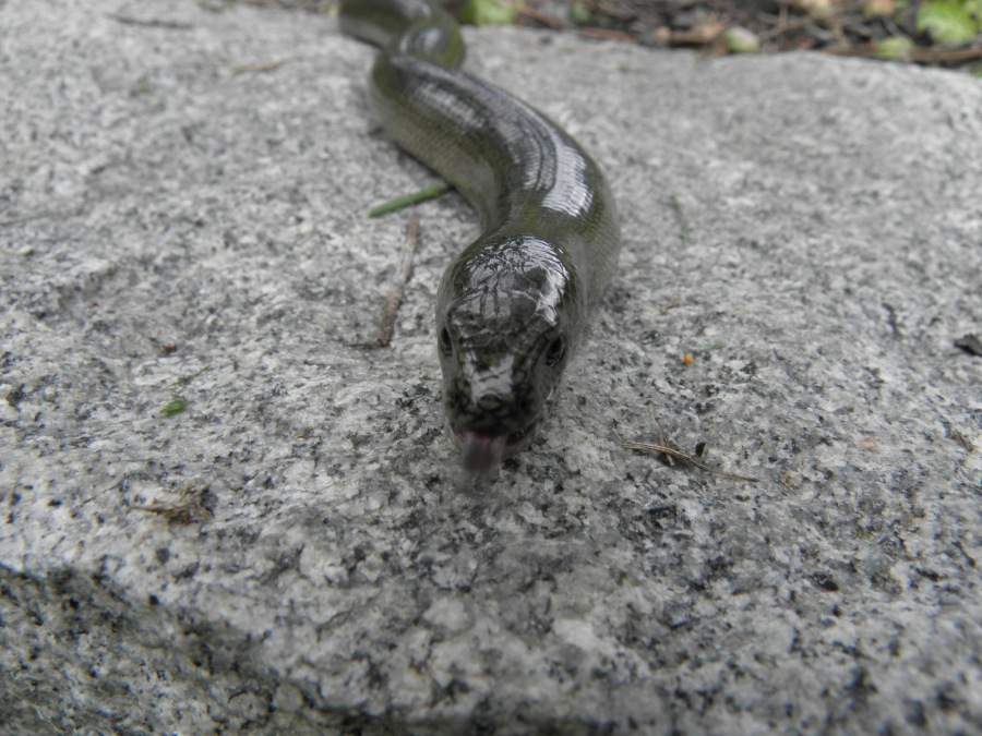 SLOWWORM