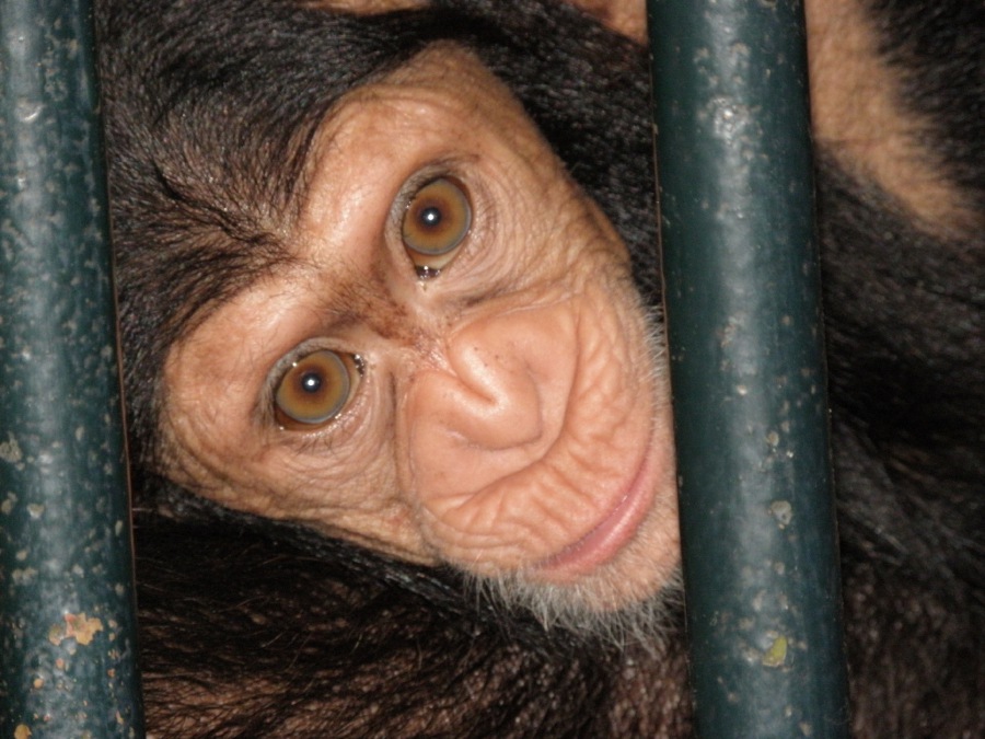 CHIMPANZEE