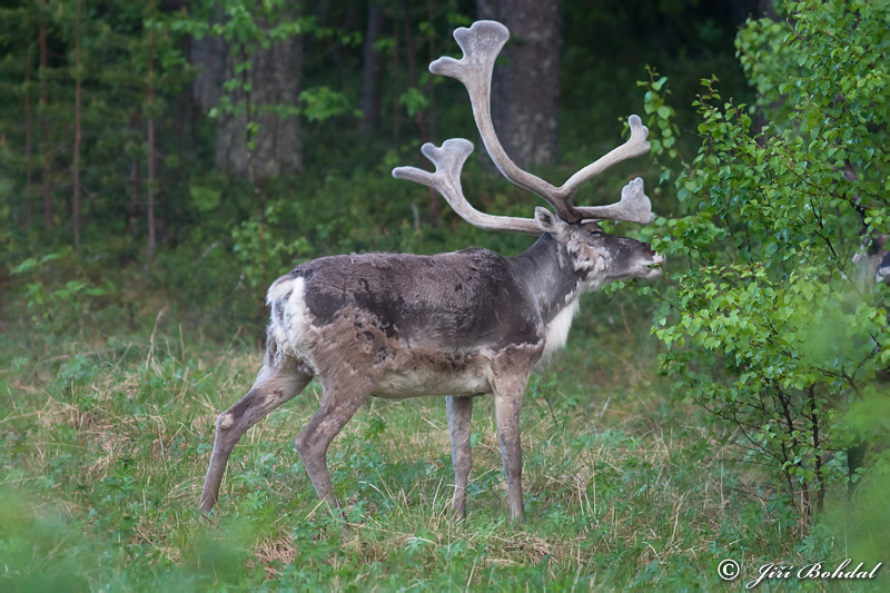 Forest Reindeer