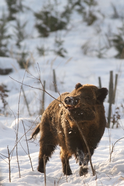 Wild boar