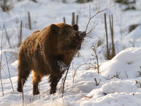 Wild boar
