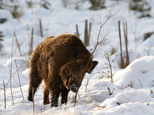Wild boar