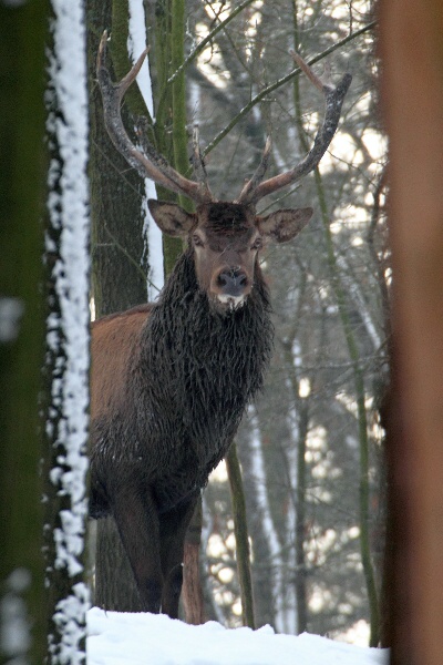 Red Deer 