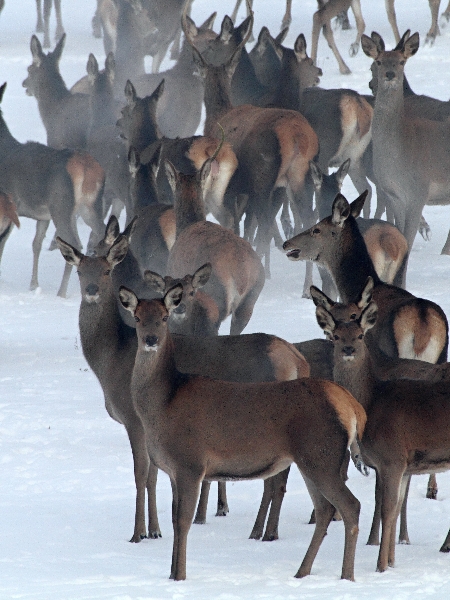 Red Deer 