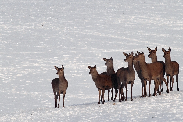 Red Deer 