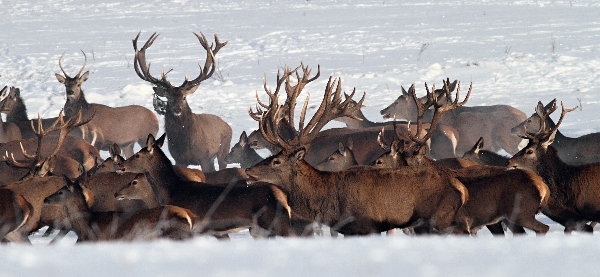 Red Deer 