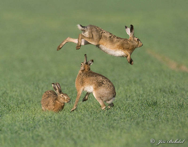 Brown Hare