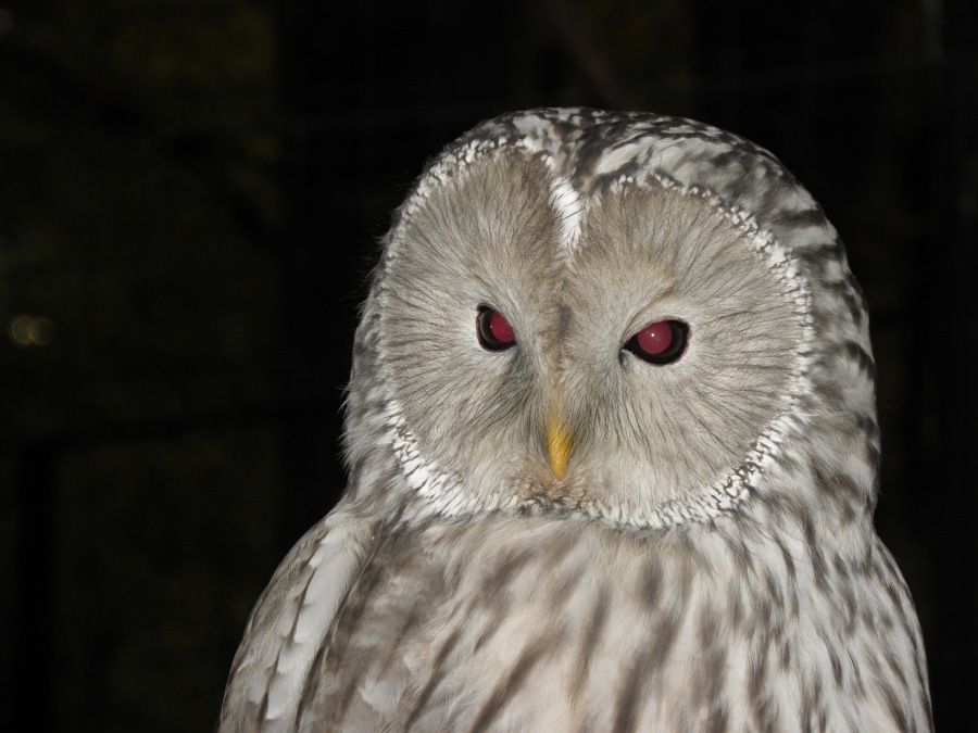 TAWNY WHITISH