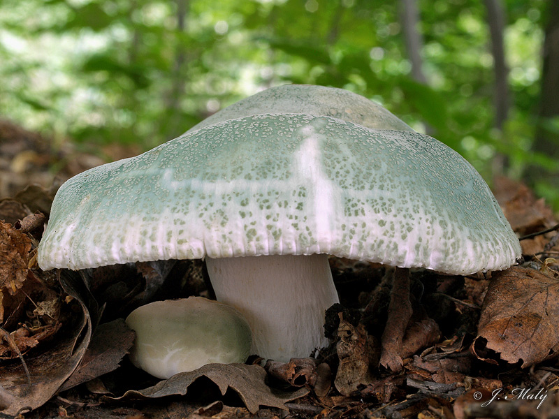 Russula virescens