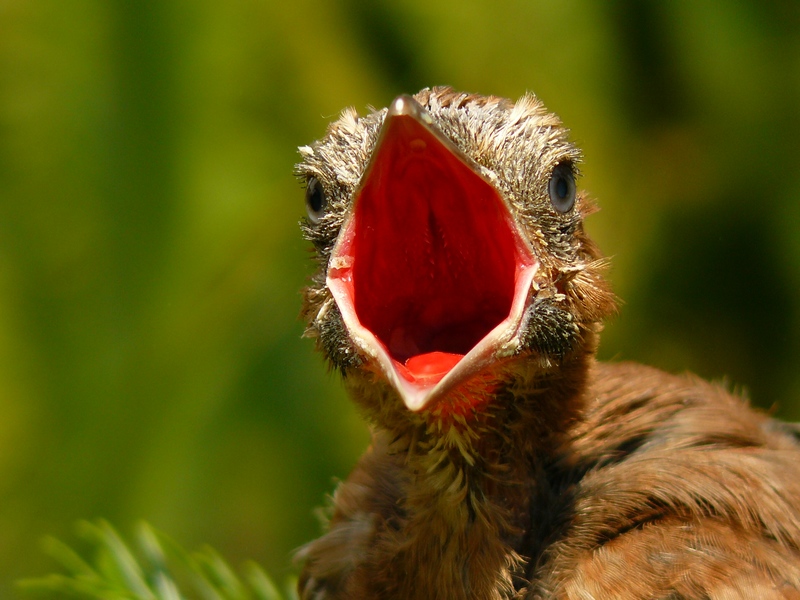 Eurasian jay