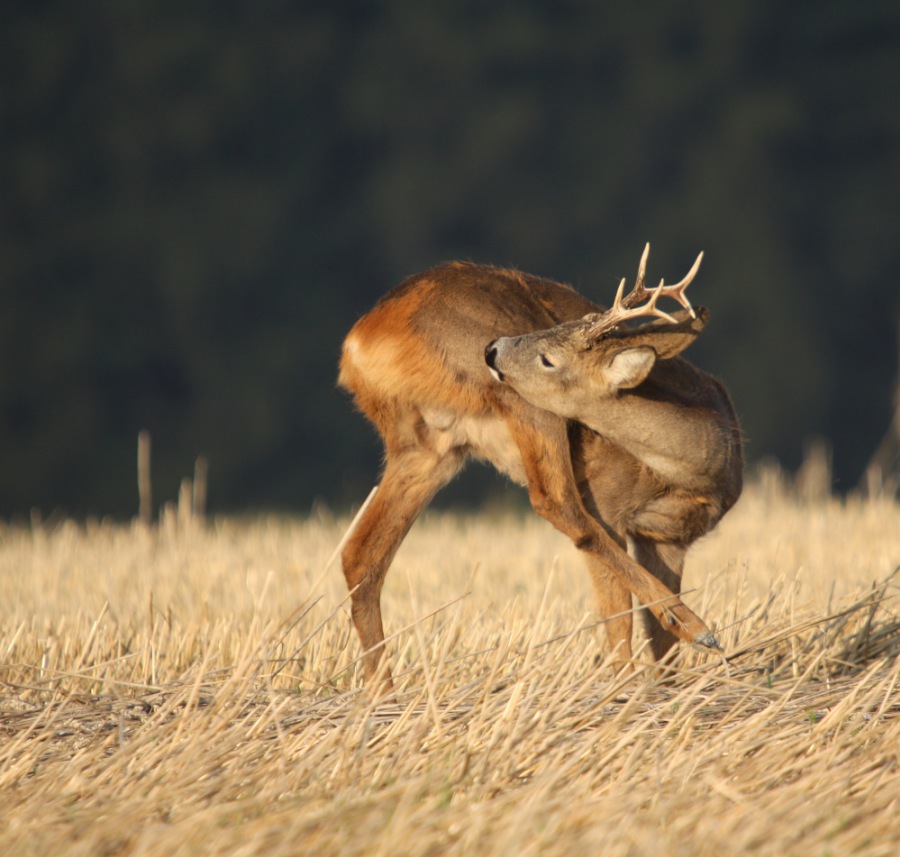Roe Deer, Roebuck