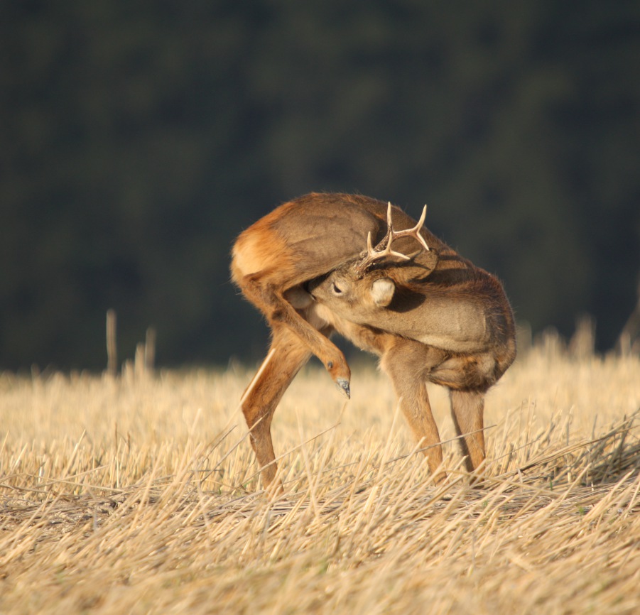 Roe Deer, Roebuck